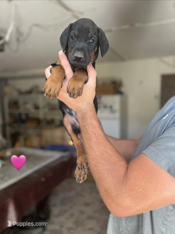 Pink collar female – Doberman Pinscher puppy for sale in Citrus Heights, CA