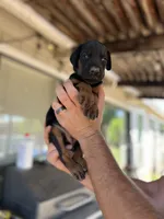 Pink collar female, a female Doberman Pinscher for sale in Citrus Heights, CA – 2 of 6