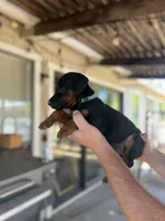 Blue collar female, a female Doberman Pinscher for sale in Citrus Heights, CA – 3 of 7