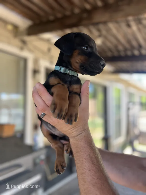 Blue collar female – Doberman Pinscher puppy for sale in Citrus Heights, CA