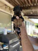 Red collar male, a male Doberman Pinscher for sale in Citrus Heights, CA – 2 of 6