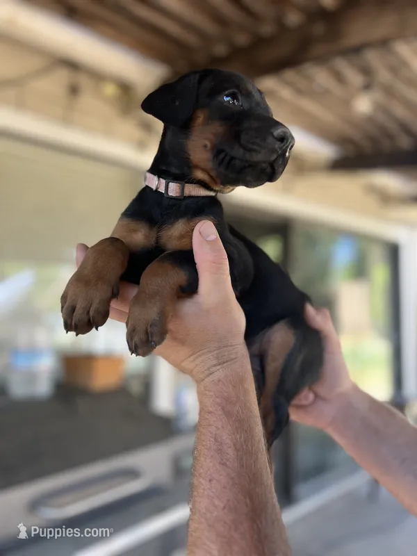 Pink collar female – Doberman Pinscher puppy for sale in Citrus Heights, CA