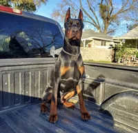 Pink collar female, a female Doberman Pinscher for sale in Citrus Heights, CA – 5 of 6