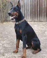 Blue collar female, a female Doberman Pinscher for sale in Citrus Heights, CA – 7 of 7