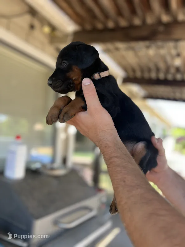 Pink collar female – Doberman Pinscher puppy for sale in Citrus Heights, CA