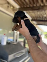 Pink collar female, a female Doberman Pinscher for sale in Citrus Heights, CA – 1 of 6