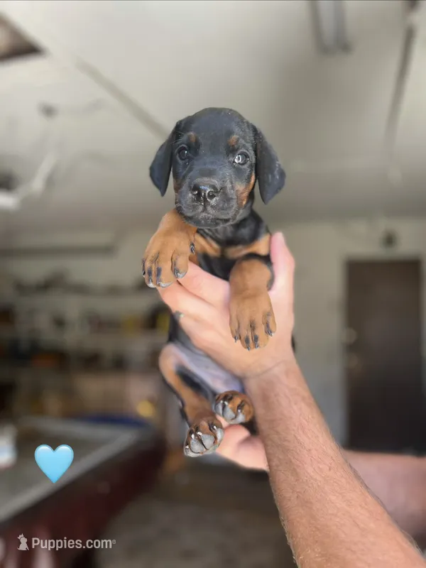 Blue collar female – Doberman Pinscher puppy for sale in Citrus Heights, CA
