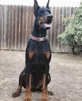 Blue collar female, a female Doberman Pinscher for sale in Citrus Heights, CA – 6 of 7