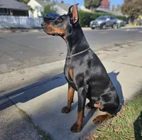 Red collar male, a male Doberman Pinscher for sale in Citrus Heights, CA – 4 of 6