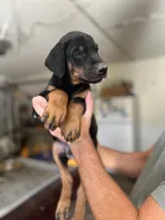 Blue collar male, a male Doberman Pinscher for sale in Citrus Heights, CA – 2 of 6