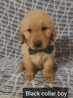 Black boy, a male Golden Retriever for sale in Wildwood, FL – Photo 2 of 4