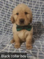 Black boy, a male Golden Retriever for sale in Wildwood, FL – Photo 1 of 4