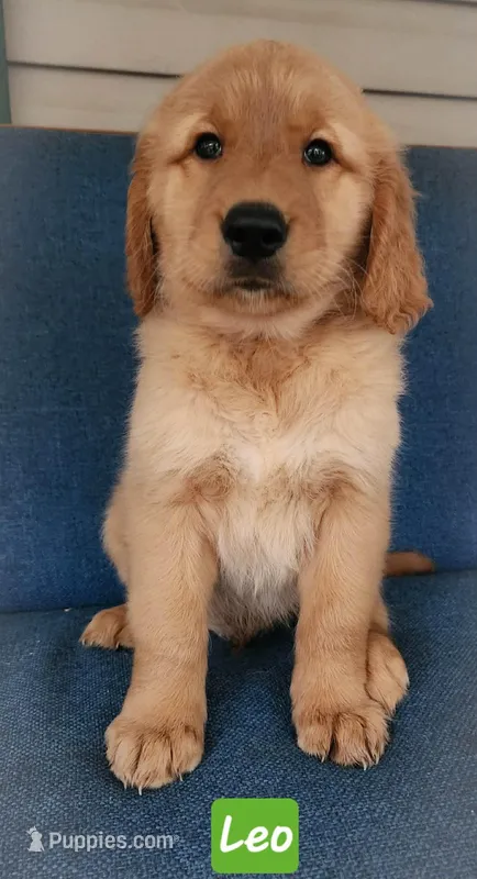   LEO Green boy – Golden Retriever puppy for sale in Wildwood, FL