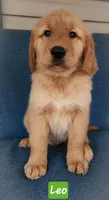   LEO Green boy, a male Golden Retriever for sale in Wildwood, FL – Photo 1 of 5