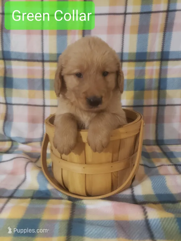 Green boy – Golden Retriever puppy for sale in Wildwood, FL