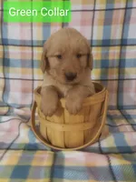 Green boy, a male Golden Retriever for sale in Wildwood, FL – Photo 1 of 4