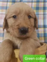 Green boy, a male Golden Retriever for sale in Wildwood, FL – Photo 2 of 4