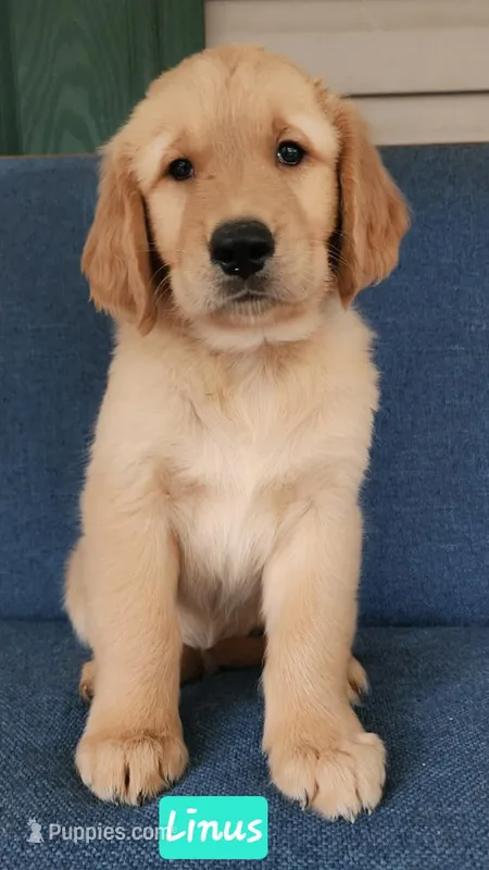 Linus  Teal boy – Golden Retriever puppy for sale in Wildwood, FL