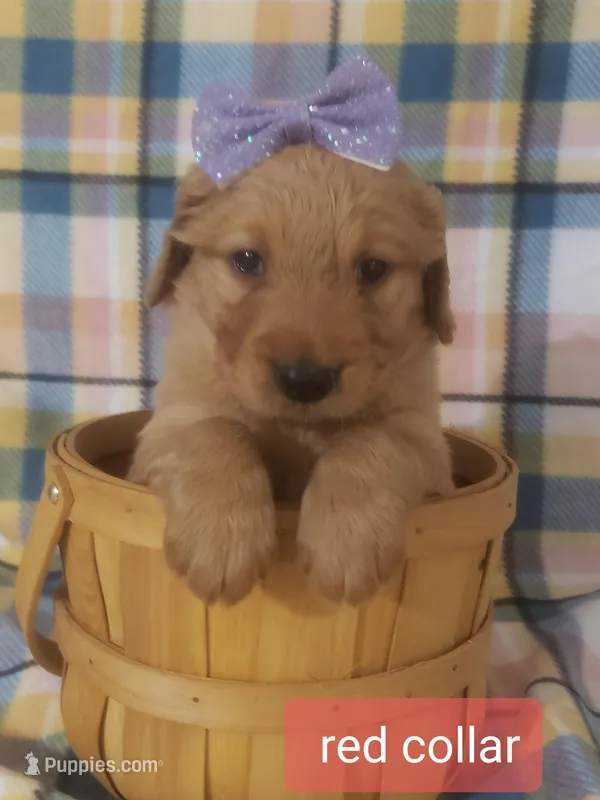 Red girl – Golden Retriever puppy for sale in Wildwood, FL