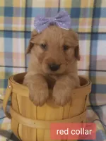 Red girl, a female Golden Retriever for sale in Wildwood, FL – Photo 1 of 4