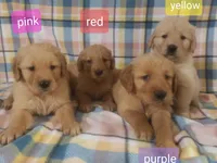 Red girl, a female Golden Retriever for sale in Wildwood, FL – Photo 2 of 4