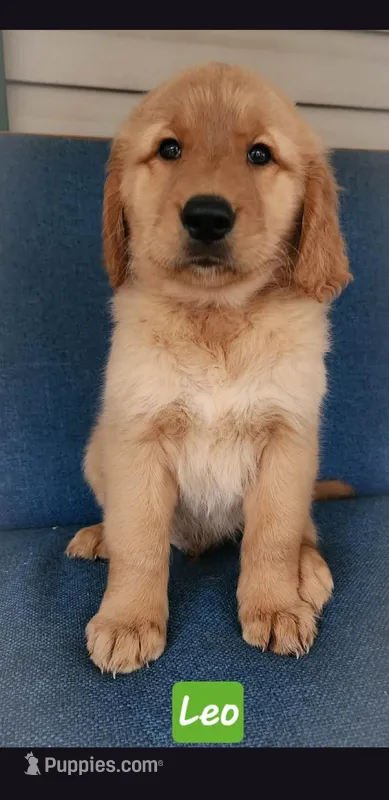 Leo Green collar – Golden Retriever puppy for sale in Wildwood, FL