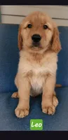 Leo Green collar, a male Golden Retriever for sale in Wildwood, FL – 1 of 3