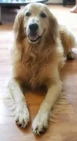 Leo Green collar, a male Golden Retriever for sale in Wildwood, FL – 3 of 3