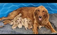 Leo Green collar, a male Golden Retriever for sale in Wildwood, FL – 2 of 3