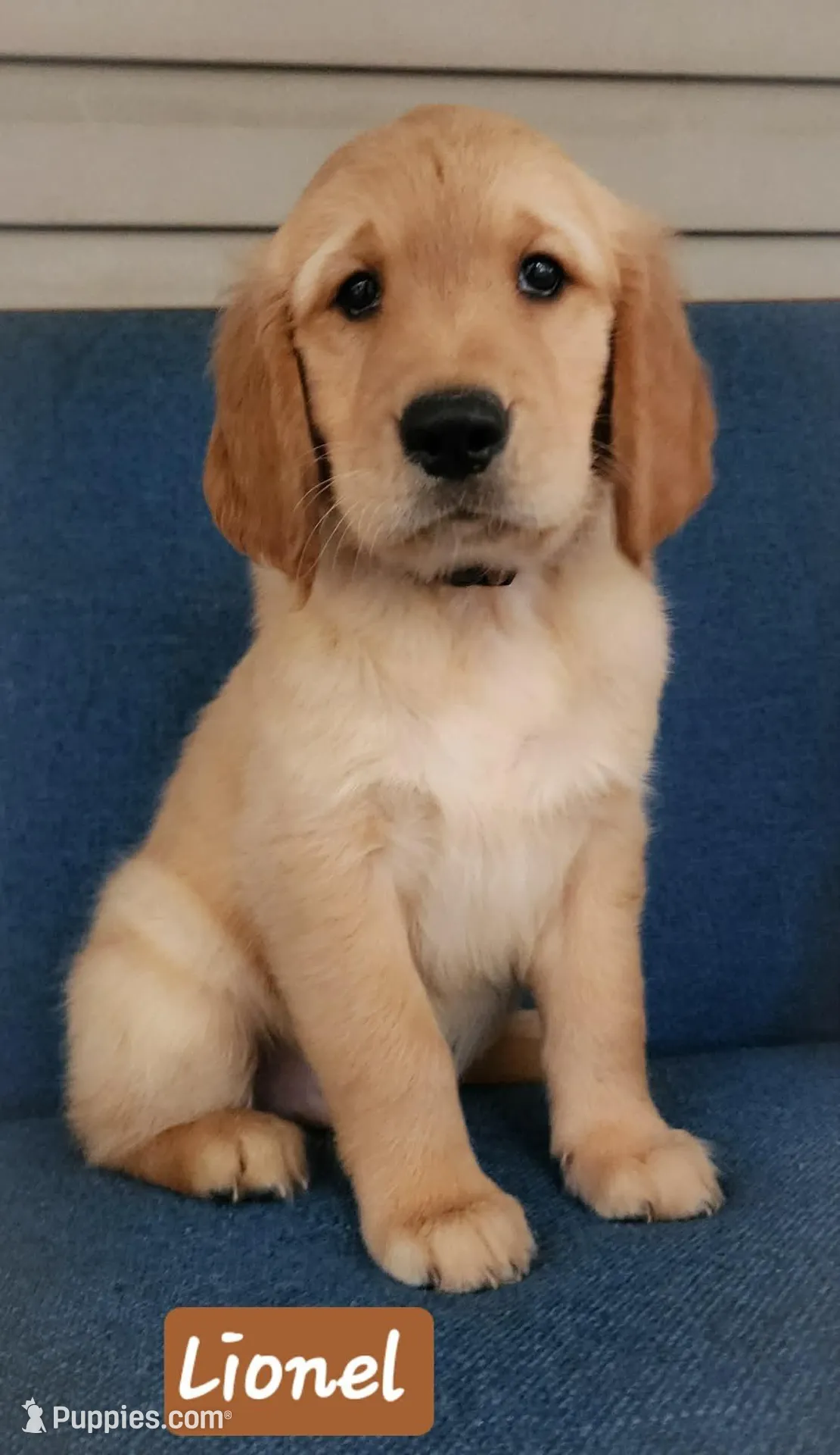 Lionel Brown boy, a male Golden Retriever for sale in Wildwood, FL – Photo 1 of 6