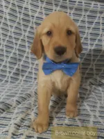 Brown boy, a male Golden Retriever for sale in Wildwood, FL – Photo 3 of 5