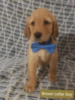 Brown boy, a male Golden Retriever for sale in Wildwood, FL – Photo 2 of 5