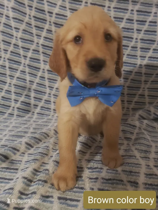 Brown boy – Golden Retriever puppy for sale in Wildwood, FL