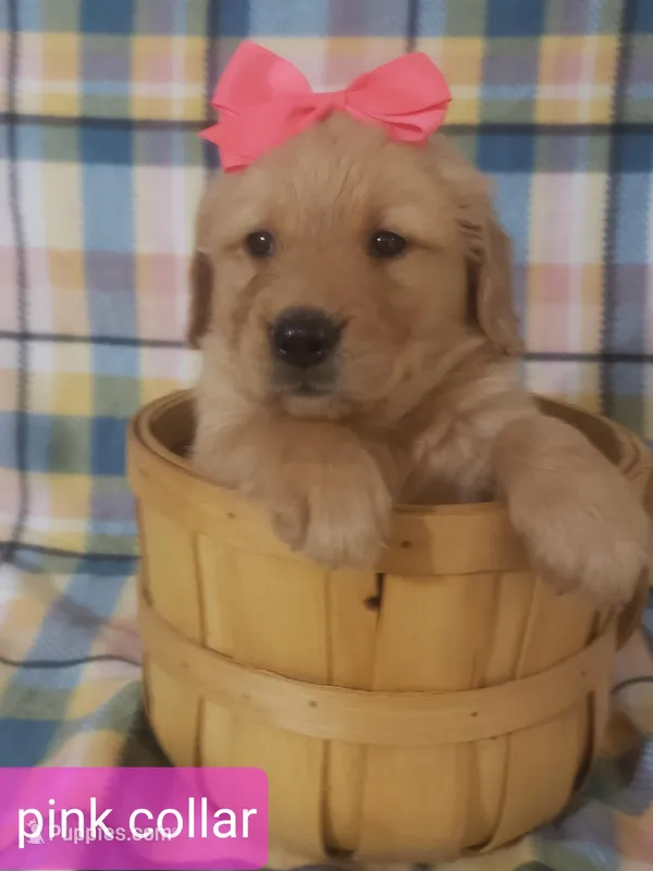 Pink girl – Golden Retriever puppy for sale in Wildwood, FL