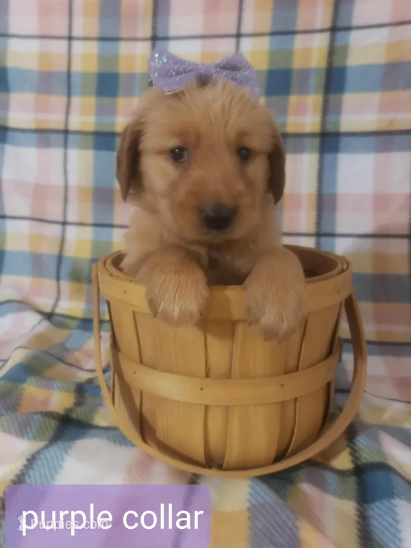 Purple girl – Golden Retriever puppy for sale in Wildwood, FL