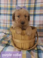 Purple girl, a female Golden Retriever for sale in Wildwood, FL – Photo 1 of 4