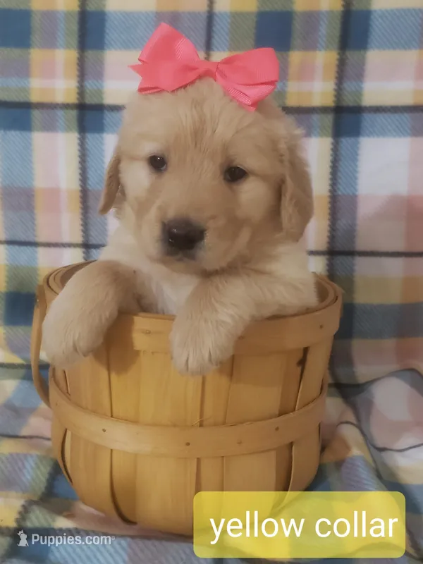 Yellow girl – Golden Retriever puppy for sale in Wildwood, FL