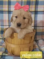 Yellow girl, a female Golden Retriever for sale in Wildwood, FL – Photo 1 of 4