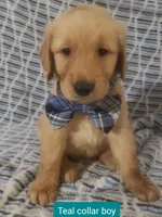 Teal boy, a male Golden Retriever for sale in Wildwood, FL – Photo 2 of 4