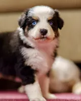 Jelly 💖 AKC Blue-Eyed Tri-Color ⭐️, a male Australian Shepherd for sale in Jacksonville, FL – 4 of 7