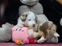 💖 Milo - Blue Eyes AKC, a male Australian Shepherd for sale in Jacksonville, FL – Photo 4 of 10