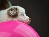 💖 Milo - Blue Eyes AKC, a male Australian Shepherd for sale in Jacksonville, FL – Photo 2 of 10