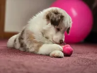 💖 Milo - Blue Eyes AKC, a male Australian Shepherd for sale in Jacksonville, FL – Photo 6 of 10