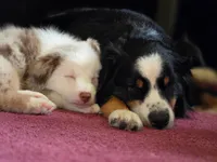 💖 Milo - Blue Eyes AKC, a male Australian Shepherd for sale in Jacksonville, FL – Photo 10 of 10