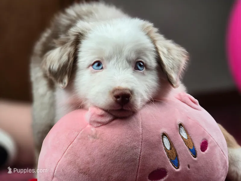 💖 Milo - Blue Eyes AKC