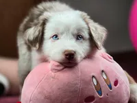 💖 Milo - Blue Eyes AKC, a male Australian Shepherd for sale in Jacksonville, FL – Photo 1 of 10