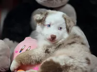 💖 Milo - Blue Eyes AKC, a male Australian Shepherd for sale in Jacksonville, FL – Photo 3 of 10