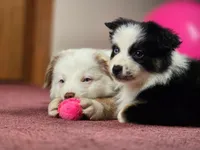 💖 Milo - Blue Eyes AKC, a male Australian Shepherd for sale in Jacksonville, FL – Photo 9 of 10