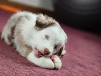 💖 Milo - Blue Eyes AKC, a male Australian Shepherd for sale in Jacksonville, FL – Photo 7 of 10