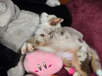 💖 Milo - Blue Eyes AKC, a male Australian Shepherd for sale in Jacksonville, FL – Photo 5 of 10